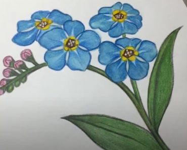 How to Draw A Forget Me Not || Flower Drawing Tutorial