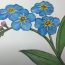 How to Draw A Forget Me Not || Flower Drawing Tutorial