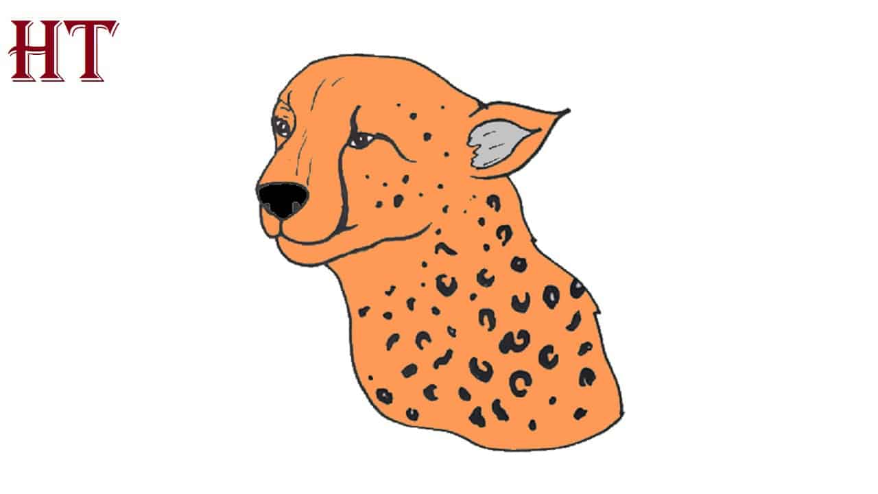 How to Draw Cheetah Print Step by Step