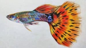 How to Draw a Guppy fish