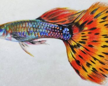 How to Draw a Guppy fish
