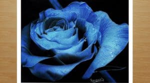 How To Draw A Blue Rose