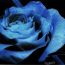 How To Draw A Blue Rose Step by Step