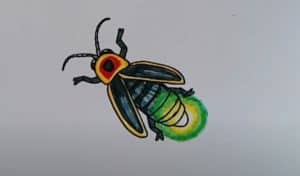 How To Draw A Firefly