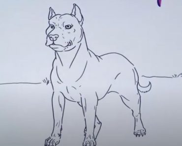 How To Draw A Pitbull Dog Step by Step