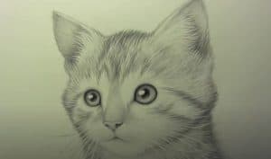 How To Draw A Realistic Kitten