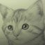 How To Draw A Realistic Kitten, Realistic Cat Drawing