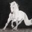 How To Draw A White Horse, White Stallion