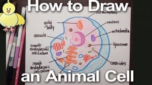 How To Draw An Animal Cell