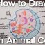 How To Draw An Animal Cell Step by Step