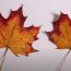 How To Draw An Autumn Leaf Step by Step