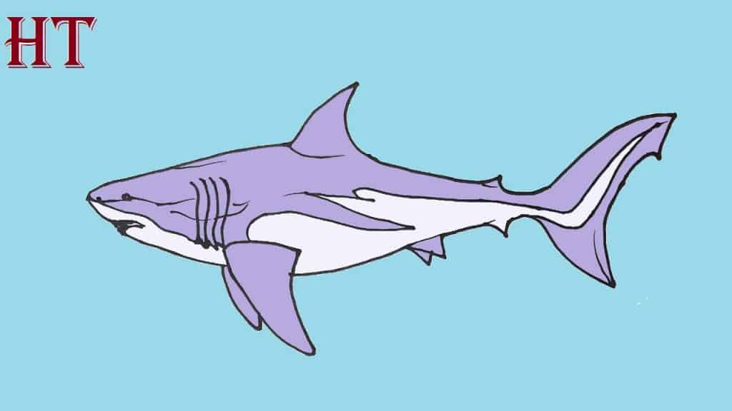 How to Draw A Megalodon