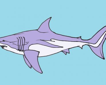 How to Draw A Megalodon Shark Step by Step