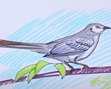 How to Draw A Mockingbird Step by Step