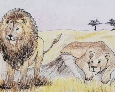 How to Draw a Lion and Lioness