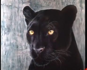 Realistic Black Panther Drawing with Pencil
