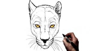 how to draw a black panther face