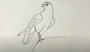 How To Draw A Falcon