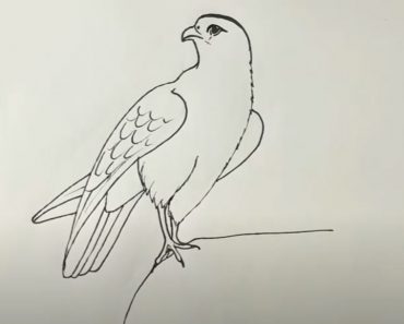 How To Draw A Falcon Step by Step || Bird Drawing