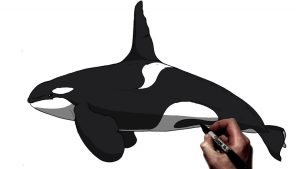 How To Draw A Killer Whale