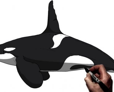 How To Draw A Killer Whale Step by Step