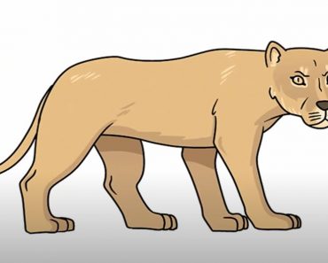 How To Draw A Lioness Step by Step