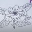 How To Draw A Magnolia Flower Step by Step
