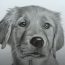 How To Draw A Realistic Dog with Pencil