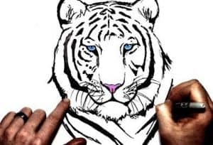 How To Draw A White Tiger
