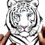 How to Draw a White Tiger Step by Step