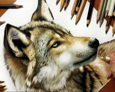How To Draw A Wolf Head with Pencil