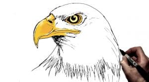 How To Draw An Eagle Head