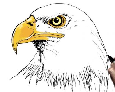 How To Draw An Eagle Head Step by Step