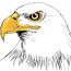 How To Draw An Eagle Head Step by Step