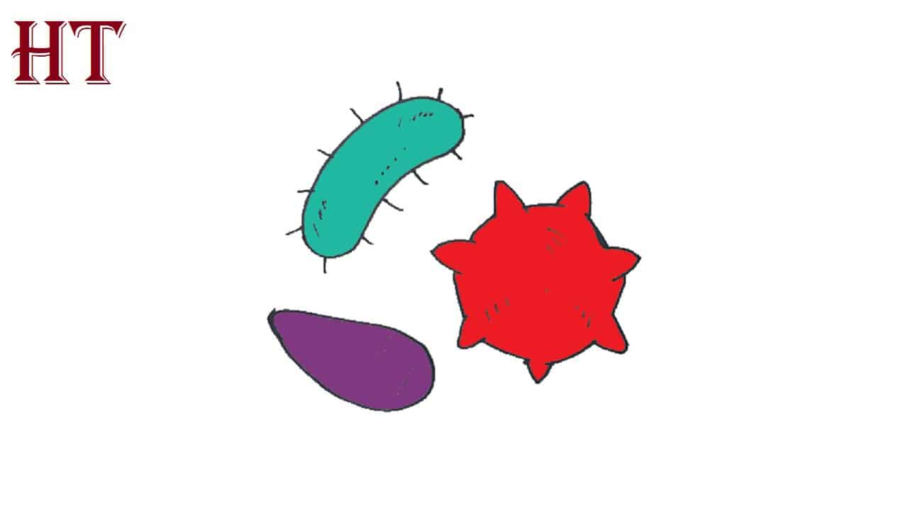 How to Draw Bacteria Step by Step