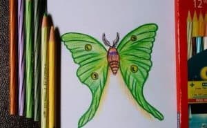 How to draw a Butterfly (Luna Moth)