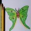 How to draw a Butterfly (Luna Moth) Step by Step