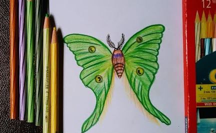 How to draw a Butterfly (Luna Moth) Step by Step