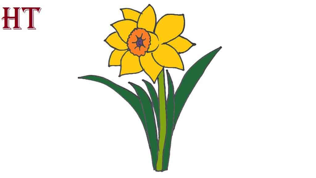 How to draw a daffodil