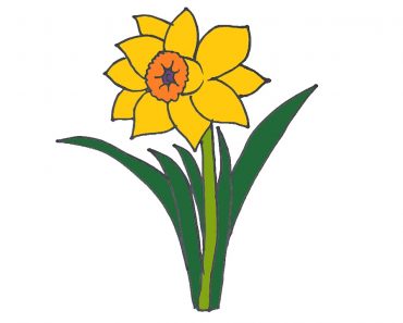 How to draw a Daffodil Flower Step by Step