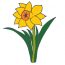 How to draw a Daffodil Flower Step by Step