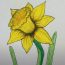 Daffodil Flower Drawing Step by Step