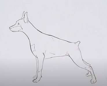 How To Draw A Doberman Dog Step by Step