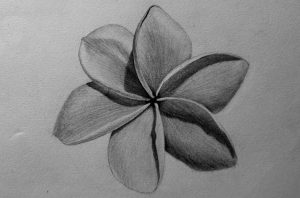 How To Draw A Frangipani Flower