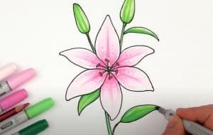 How To Draw A Tiger Lily