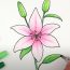 How To Draw A Tiger Lily Step by Step