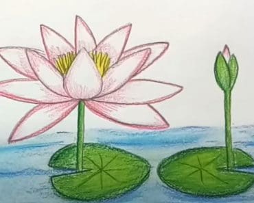 How To Draw A Water Lily Flower Step by Step