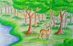 How to draw Forest Scene