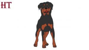 how-to-draw-a-rottweiler