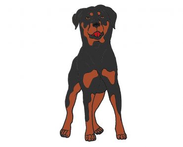 How to draw a Rottweiler Dog Step by Step